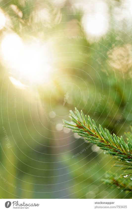 Fichtenwald Ast Baum Wald Sonne Sonnenlicht nass Perlen Natur natürlich Menschenleer Detailaufnahme Nahaufnahme nordisch Finnland Nadelbaum grün