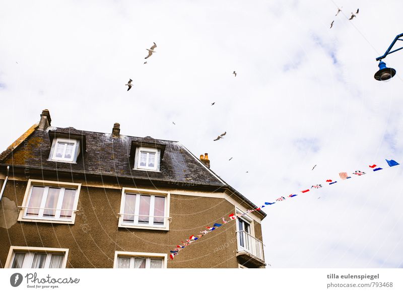 flatterhaft Wohnung Haus Hafenstadt Gebäude Fassade Fenster Dach fliegen hoch braun Erholung Stimmung Stadt Möwe Vogel Lampe Straßenbeleuchtung Fahne flattern