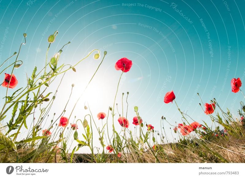 poppies in the field Natur Landschaft Pflanze Wolkenloser Himmel Sonne Frühling Sommer Schönes Wetter Blume Sträucher Nutzpflanze Wildpflanze Mohnblüte