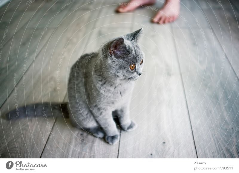 Mietz Mietz! Haustier Katze beobachten Erholung Blick sitzen ästhetisch elegant frech schön kalt kuschlig Neugier niedlich Sauberkeit grau Wachsamkeit Vorsicht