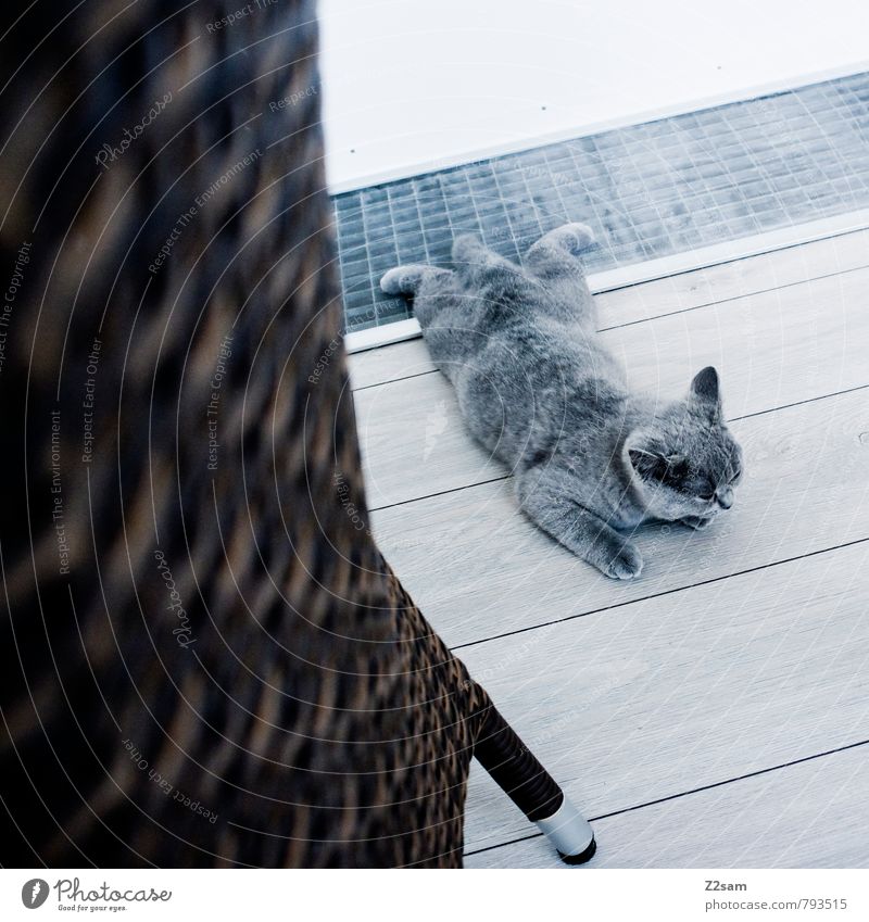 abflacken Tier Katze 1 Erholung genießen liegen schön kalt klein Sauberkeit grau Gelassenheit ruhig Tierjunges Haustier Kot Wohnung Terrasse Holzfußboden Fell