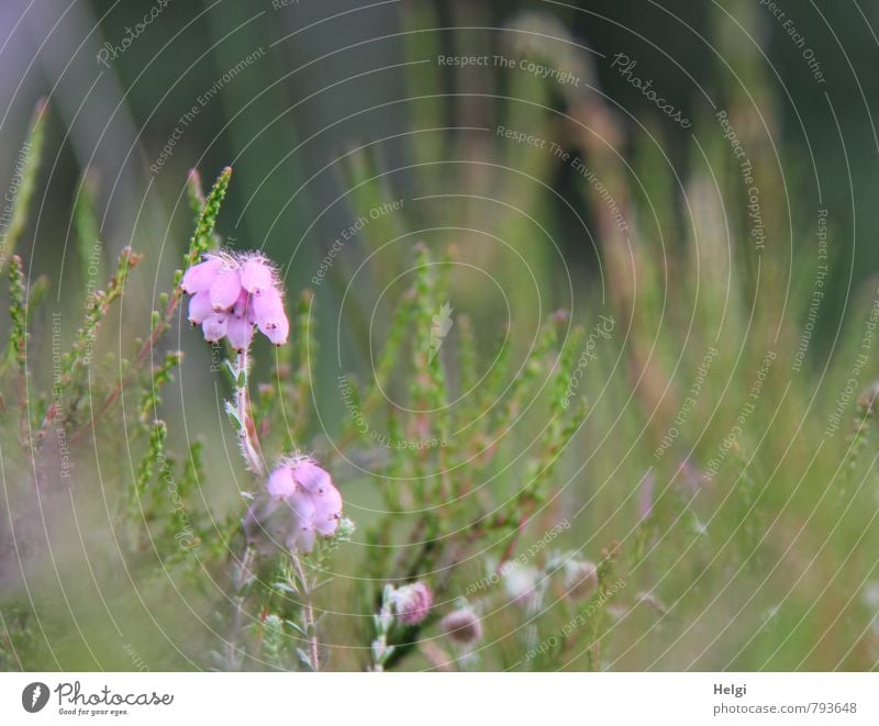 !Trash! | Glockenheide... Umwelt Natur Landschaft Pflanze Sommer Blume Blüte Wildpflanze Heidekrautgewächse Moor Sumpf Blühend stehen Wachstum klein natürlich