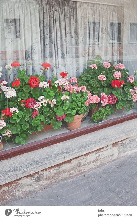 blumenfenster Pflanze Blume Blatt Blüte Topfpflanze Pelargonie Haus Gebäude Fenster Freundlichkeit Fröhlichkeit natürlich schön Vorhang Bürgersteig