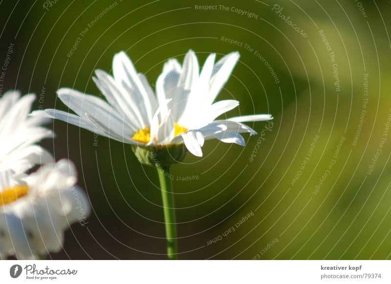 Weiße Braut Gänseblümchen Blume weiß grün Frühling Blüte margarite Natur Margerite