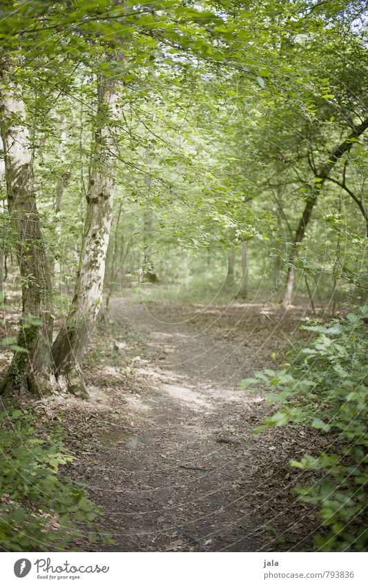 waldweg Umwelt Natur Landschaft Pflanze Sommer Baum Sträucher Grünpflanze Wildpflanze Wald ästhetisch Freundlichkeit frisch natürlich schön wild Farbfoto