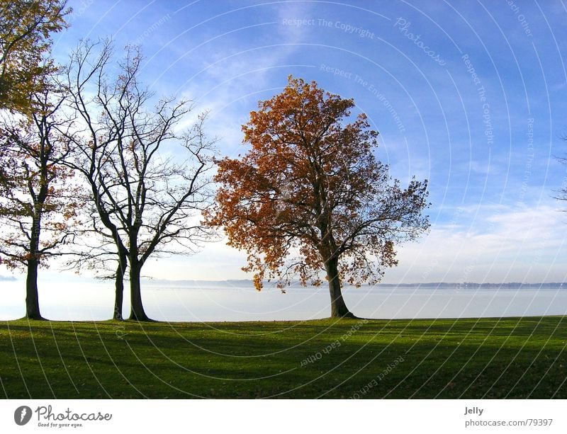 herbstspaziergang Sonne Natur Pflanze Wasser Himmel Herbst Baum Gras Blatt Wiese blau grün Chiemsee Grünfläche Farbfoto Außenaufnahme Menschenleer Tag