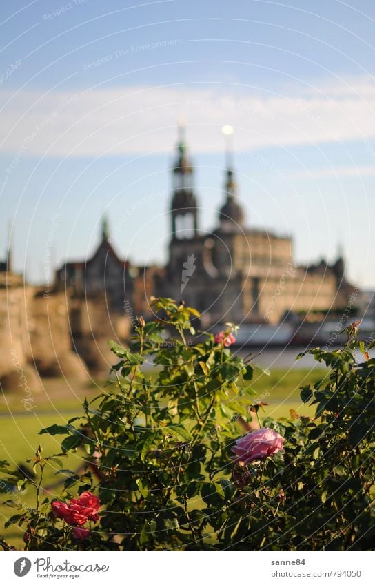 Elbromantik elegant Ferien & Urlaub & Reisen Tourismus Sightseeing Städtereise Sommer Architektur Oper Opernhaus Wasser Himmel Schönes Wetter Pflanze Blume