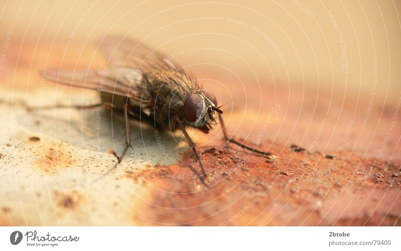 rusty rotbraun bewegungslos Rost Eintagsfliege rostfrei Insekt scheckig schwarz beige Tier Überzug verfallen dreckig Makroaufnahme Licht hellbraun Nahaufnahme