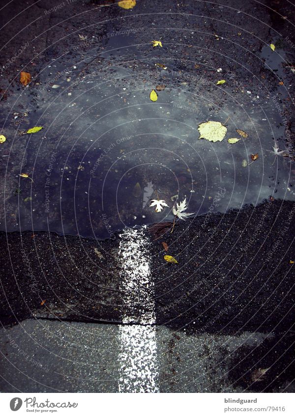 Road To Nowhere Pfütze Herbst Blatt Linie Asphalt Reflexion & Spiegelung trist grau schwarz Verkehr nirgendwo Straße Wasser Farbe Wege & Pfade