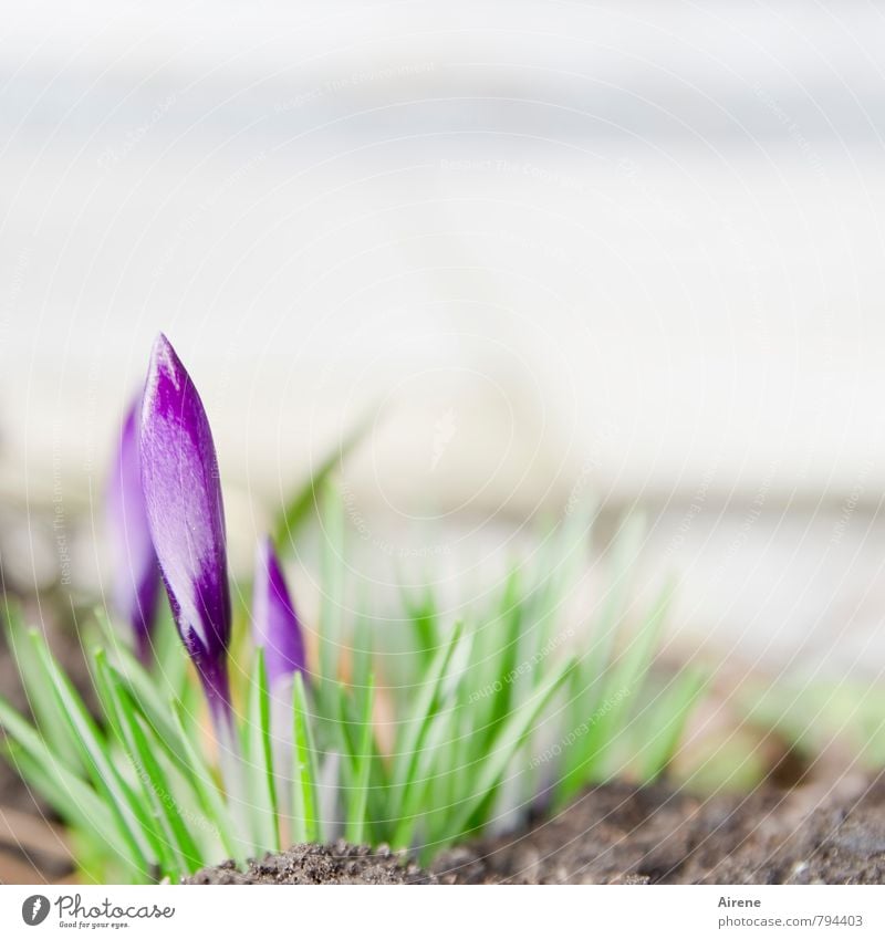 Angreifbar Krokusse Frühling Blüte Frühlingsblume Frühlingsblumenbeet Blütenknospen Blühend Wachstum violett hell klein grün Frühlingsgefühle Beginn Optimismus