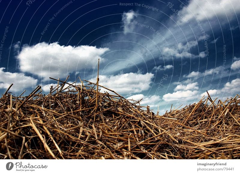 close to home Länder Wolken Stroh Feld Sommer Gras Himmel country Ernte Korn Getreide Natur Landschaft clouds sky