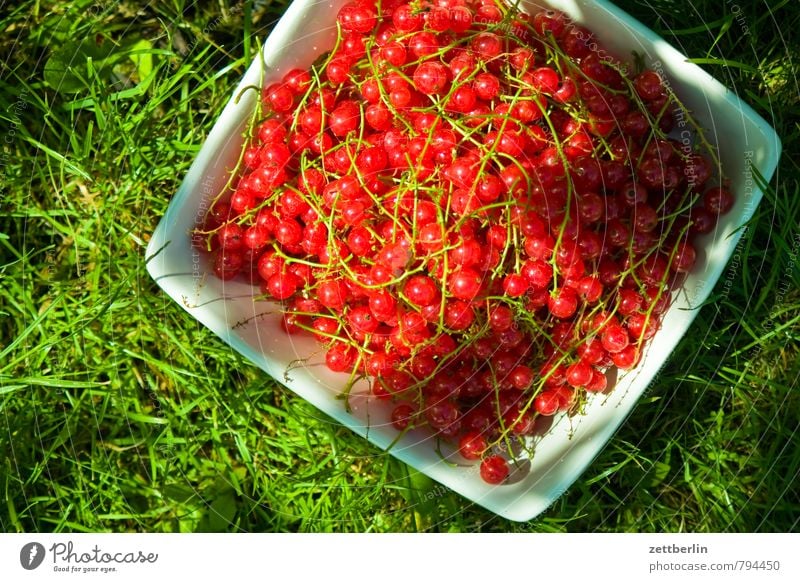 Johannisbeeren Garten Schrebergarten Kleingartenkolonie Sommer Wachstum Beeren Ernte Schalen & Schüsseln Behälter u. Gefäße Vitamin Gesunde Ernährung Speise