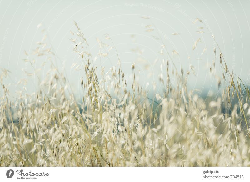 !Trash! | darauf ein Korn Ausflug Natur Pflanze Sommer Feld blau gold Getreidefeld Gras Gerstenfeld Sonne Farbfoto Außenaufnahme Menschenleer Tag