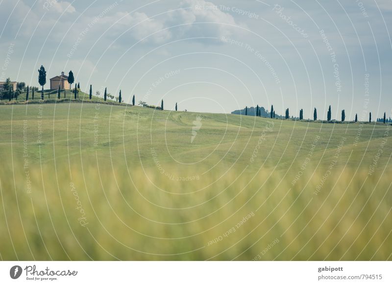 Strich in der Landschaft Ferien & Urlaub & Reisen Umwelt Natur Luft Himmel Horizont Sonne Sommer Schönes Wetter Baum Zypresse Wiese Feld Hügel Toskana Italien