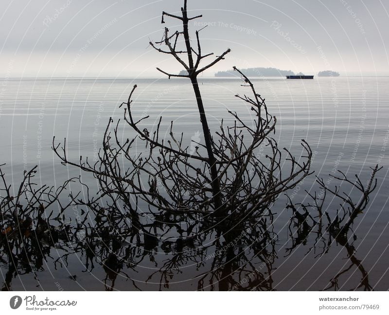 Treibgut Skandinavien See Strandgut samtig trist grau Samt weich Horizont Wolken Nebel Herbst zart Stimmung Blatt kleine insel Wasser Insel Ast Tod Küste