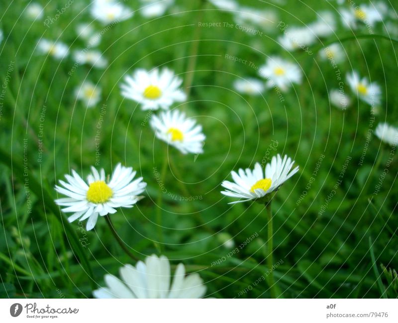 little flowers Blume Frühling grün Gänseblümchen Garten Rasen Nahaufnahme Pflanze