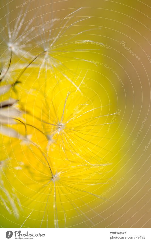 löwenzahnsamen Löwenzahn Pflanze Blume Blüte gelb Sommer zart Natur Spermien Makroaufnahme weich baj Samen close dandelion blossom