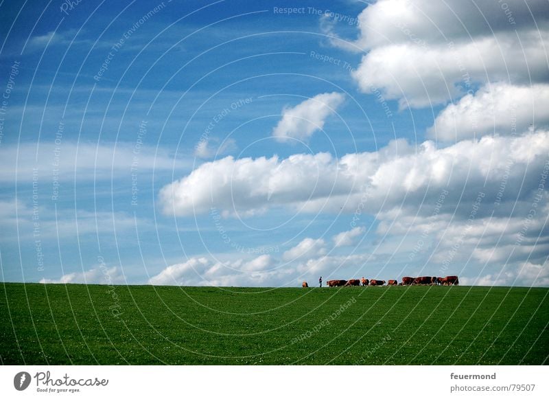 Alle zum melken... Kuh Haustier Horizont Wolken Wiese Bauernhof Sommer Tier Vollmilch Landwirtschaft Gras Weide grün Grünfläche Stall Himmel Sonne