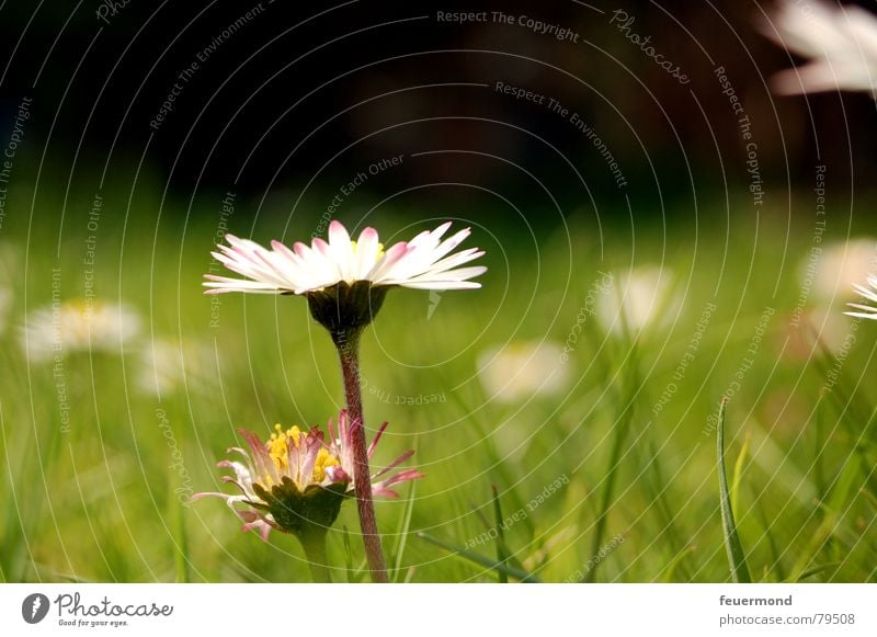 Jahresrückblick: Mai 2006 Sommergefühl Gänseblümchen Blume Wiese Gras Blüte Frühling Feld Blumenstrauß Lebensfreude grün Hippie Garten Freude sun Pflanze