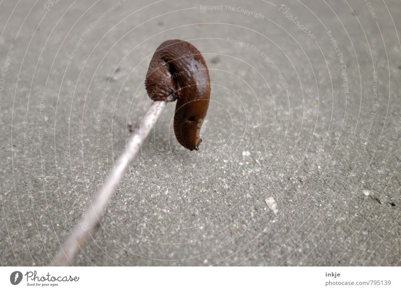 Dehnübungen Wildtier Schnecke Nacktschnecken 1 Tier Bewegung hängen lang nackt nass braun grau Gefühle Kraft Willensstärke Mut Tatkraft Ausdauer beweglich