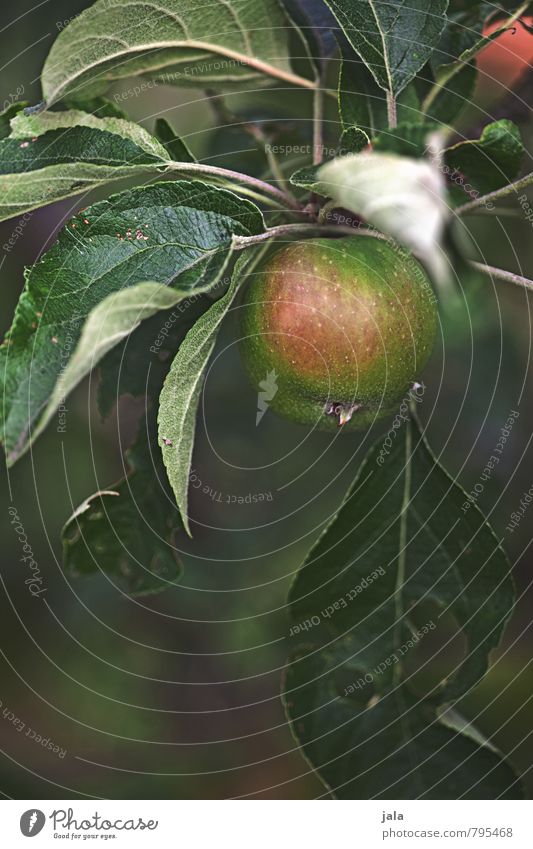 apfel Umwelt Natur Pflanze Baum Blatt Grünpflanze Nutzpflanze Frucht Apfelbaum ästhetisch frisch Gesundheit lecker natürlich Farbfoto Außenaufnahme Menschenleer