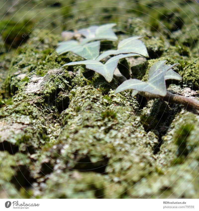 Efeu mit Baum Ranke grün Froschperspektive Baumrinde Baumstamm Blatt Eiche Makroaufnahme Nahaufnahme Herbst Furche Moos