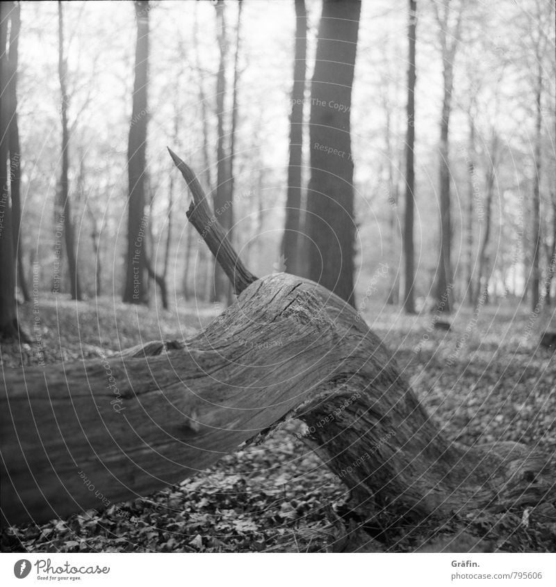 Trister Herbst Umwelt Natur Baum Baumstamm Wald alt liegen warten dunkel grau schwarz weiß geduldig ruhig Einsamkeit Idylle Umweltschutz Wachstum