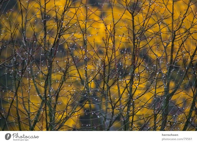 Hoffnung Herbst Sträucher Blatt Wassertropfen Trauer Herbstbeginn Baum Seil Regen Tau Traurigkeit Natur hope