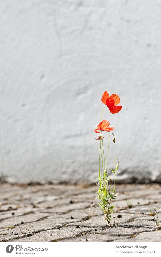 Anpassungsfähig Umwelt Pflanze Sommer Schönes Wetter Wärme Blume Mohn Mauer Wand Straße Blühend leuchten einfach Freundlichkeit Fröhlichkeit frisch natürlich