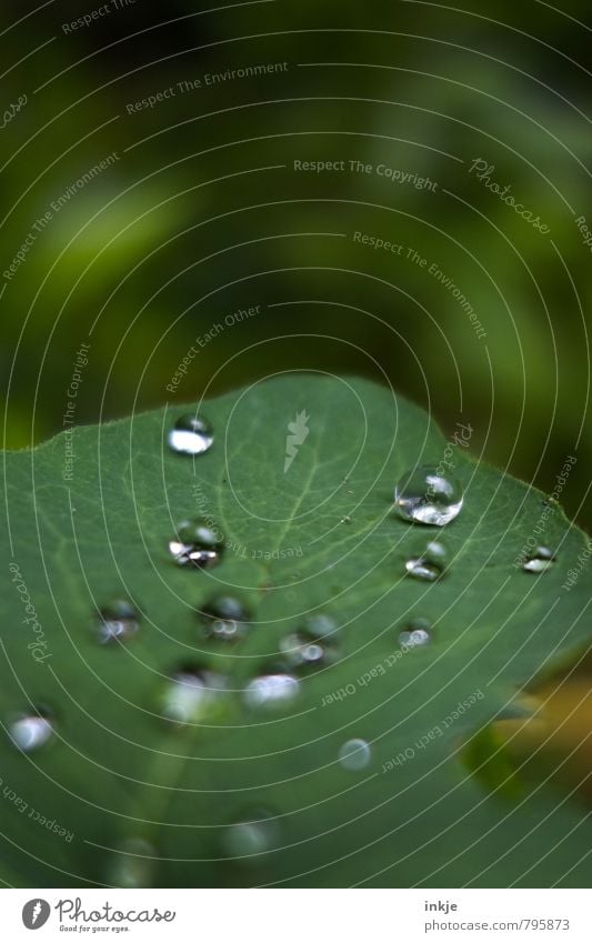 dröppel Natur Wassertropfen Frühling Sommer Blatt Grünpflanze Garten Park liegen einfach glänzend nass natürlich rund grün weiß Oberflächenspannung hydrophob