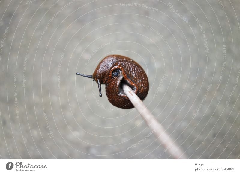 Felgumschwung Wildtier Schnecke Nacktschnecken 1 Tier festhalten hängen nackt nass rund sportlich braun grau Ausdauer standhaft anstrengen Bewegung Kraft Natur