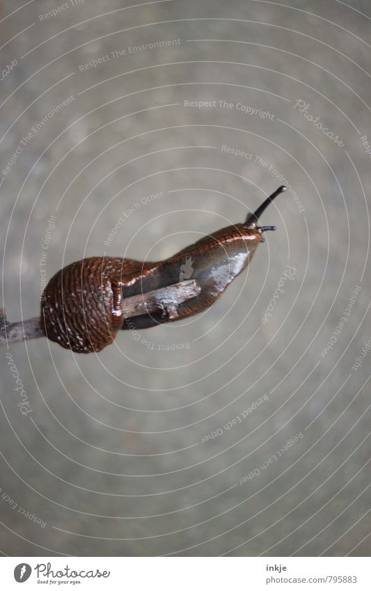 Schwebebalken Wildtier Schnecke Nacktschnecken 1 Tier festhalten lang nackt nass sportlich braun grau Gefühle Kraft Willensstärke Mut Tatkraft beweglich