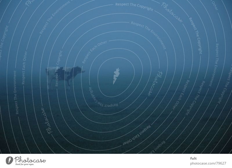 rind im nebel Alm Rind Tier Wiese Nebel Bulle Lebewesen Dämmerung Vieh Gras Grünfläche Schleier Viehweide grün Grasland Fell Abend Bergwiese Nebelschleier