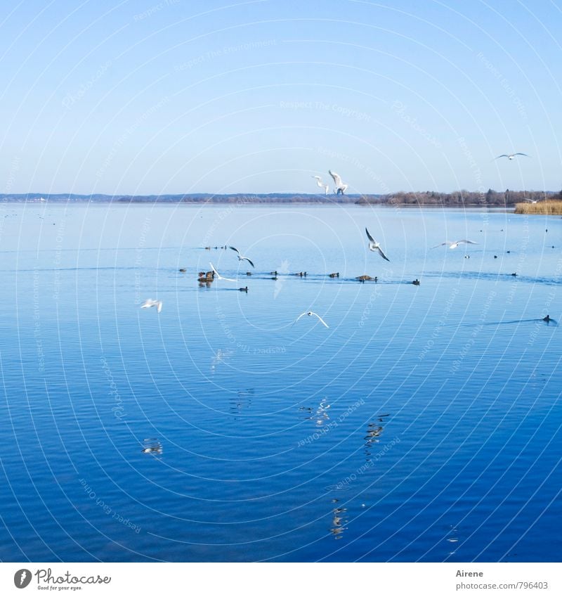 Flugverkehr Ferien & Urlaub & Reisen Landschaft Wasser Himmel Wolkenloser Himmel Schönes Wetter Seeufer Chiemsee Bayern Oberbayern Chiemgau Tier Vogel Blässhuhn