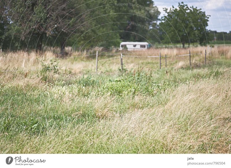 wohnwagen Umwelt Natur Landschaft Pflanze Himmel Sommer Schönes Wetter Baum Gras Sträucher Grünpflanze Wildpflanze Feld Zaun Wohnwagen Freundlichkeit natürlich