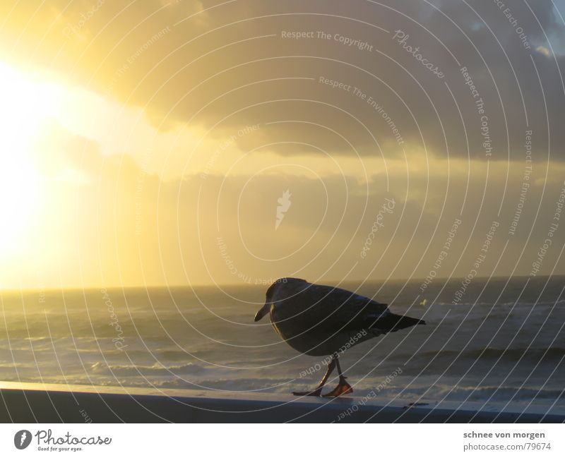 in gedanken Horizont See abgestimmt Möwe Sonnenuntergang Wolken gelb gehen Holz Steg Schnabel ruhig Meditation dunkel Meer Sylt Sommer grell Licht Spaziergang