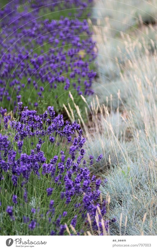 Lavendelfeld Kräuter & Gewürze Öl Bioprodukte Wellness Tourismus Sommer Sommerurlaub Umwelt Natur Landschaft Pflanze Blüte Feld Blühend Wachstum ästhetisch