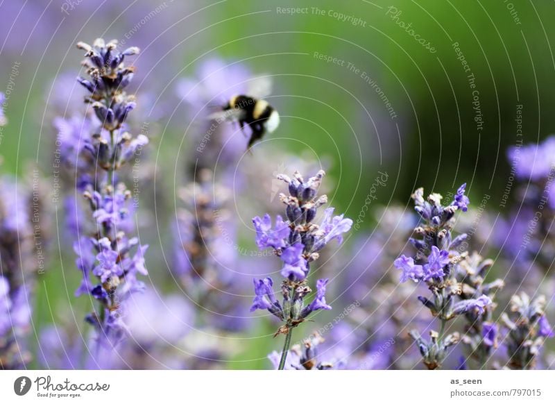 Blüten Hopping Kräuter & Gewürze Bioprodukte Gesundheit Leben Duft Ferien & Urlaub & Reisen Freiheit Sommer Umwelt Natur Pflanze Blume Garten Feld Biene Hummel