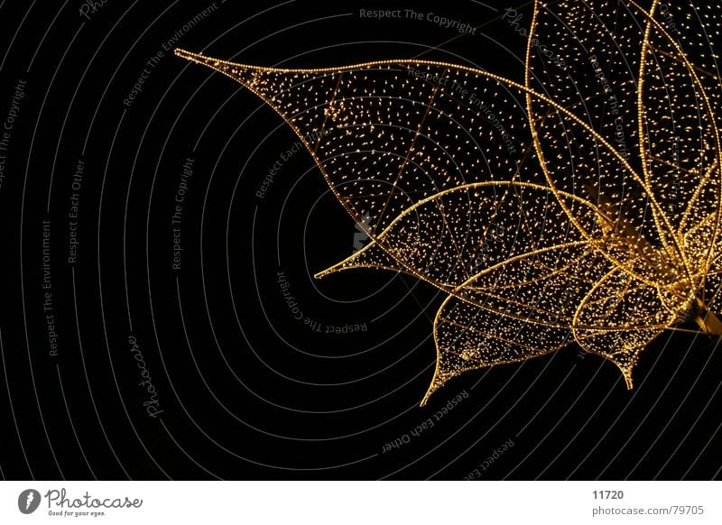 scheine, scheine kleines blatt Wiesbaden Blatt Nacht Glühbirne Lichterkette Weihnachten & Advent glänzend Lampe dunkel Verkehrswege Langzeitbelichtung
