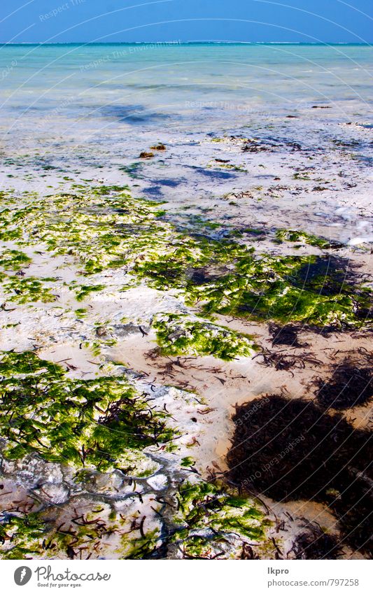 Lagune Entspannung von Sansibar exotisch Erholung Tourismus Ausflug Freiheit Sommer Meer Insel Wellen Segeln Natur Sand Wasser Himmel Wolkenloser Himmel Felsen