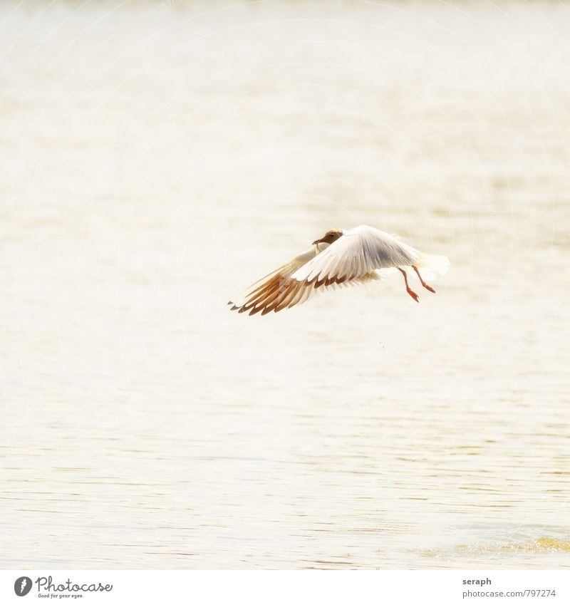 Lachmöwe maritim fishing Möwe Vogel Segelfliegen Tier Wellen Meer Küste fowl Flügel Feder Jagd Entenvögel Natur wild Etage Schnabel Ornithologie Wildnis Schwung