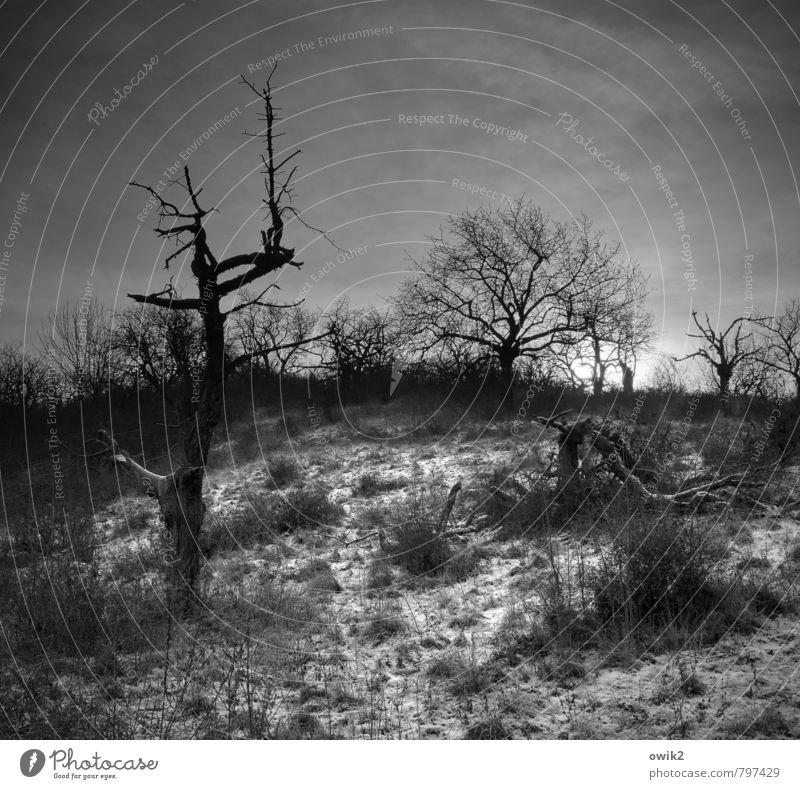 Die Tage werden kürzer Umwelt Natur Landschaft Himmel Winter Eis Frost Schnee Pflanze Baum Sträucher karg kahl Holz Ast Zweig leuchten bedrohlich dunkel kalt