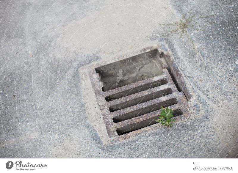 außerdem ist grün drin Umwelt Pflanze Straße dreckig kaputt trist grau Natur Alltagsfotografie Gully Farbfoto Außenaufnahme Menschenleer Tag