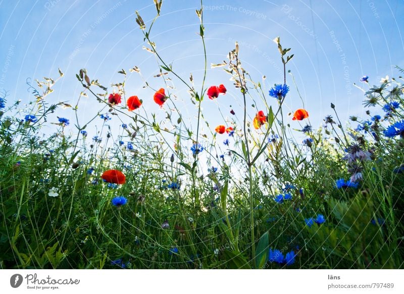 Lichtung Ausflug Sommer Sommerurlaub Umwelt Natur Landschaft Pflanze Himmel Schönes Wetter Gras Blüte Wildpflanze Mohn Mohnfeld Kornblume Mohnblüte Wiese Feld