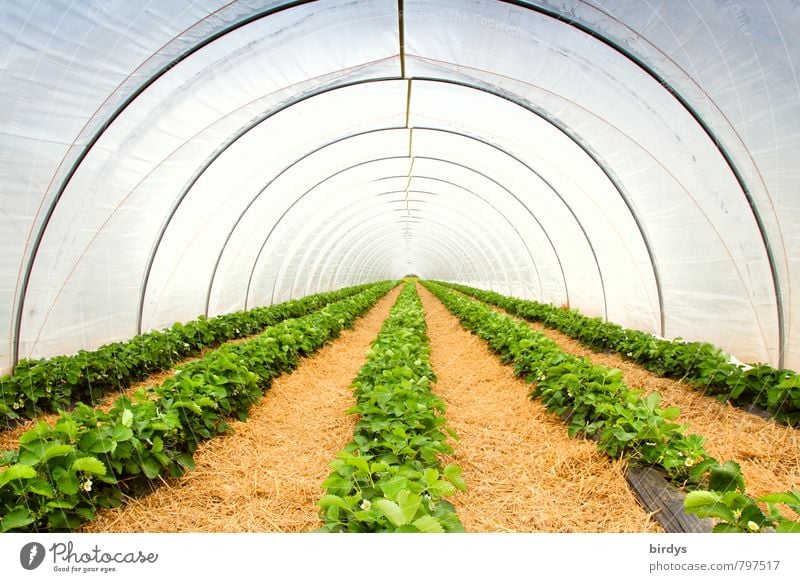 Erdbeertunnel Landwirtschaft Forstwirtschaft Frühling Sommer Pflanze Nutzpflanze Erdbeeren Gewächshaus Wachstum ästhetisch lang gelb grün weiß Perspektive ruhig