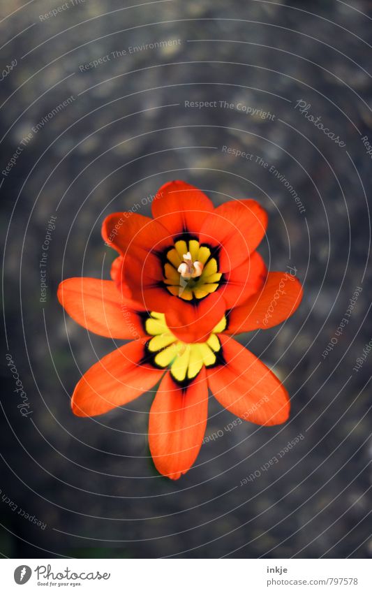 Doppeldecker Natur Pflanze Erde Frühling Sommer Blume Blüte Freesie Garten Park Blühend natürlich schön braun orange rot Wachstum Wandel & Veränderung