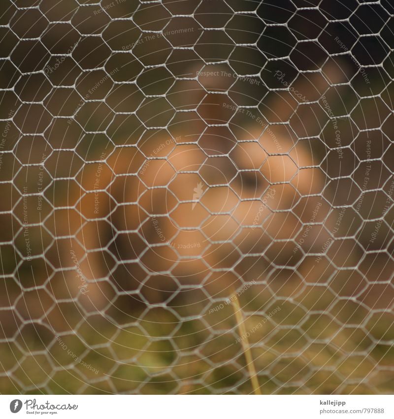 maschendrahtzaun Tier Haustier Fell 1 hocken Hase & Kaninchen gefangen Draht Maschendrahtzaun Käfig Raster Heu Ohr Osterhase Farbfoto Außenaufnahme Tag