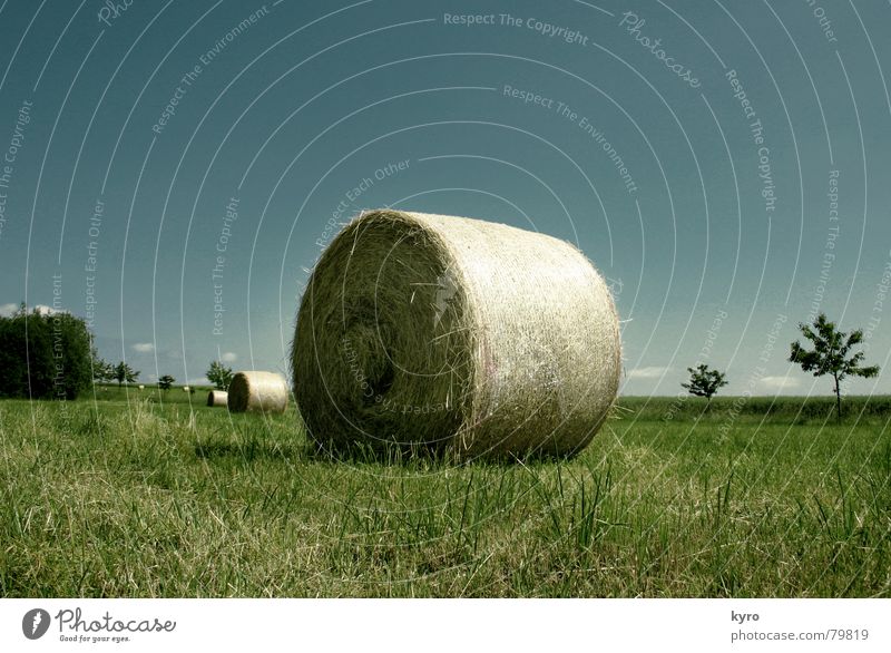 Geballtes Stroh Waldwiese Feld Sommer Wiese Landwirtschaft Baum Am Rand Horizont Arbeit & Erwerbstätigkeit Wolken grün Gras Himmel Halm Ernte blau Schatten