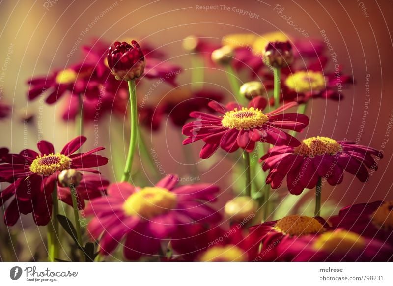 aufstrebend Sommer Pflanze Blume Blüte Topfpflanze Margerite Blühend schön gelb grün rosa Glück Fröhlichkeit Zufriedenheit Farbfoto Gedeckte Farben