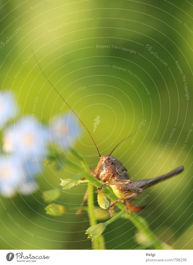 kleiner Hüpfer Umwelt Natur Pflanze Tier Sommer Blüte Vergißmeinnicht Wiese Wildtier Fühler Heuschrecke 1 Blühend festhalten Blick sitzen ästhetisch schön